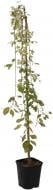 Растение Ива (штамб) / Salix carpea Kilmarnock С 5 Ра 120