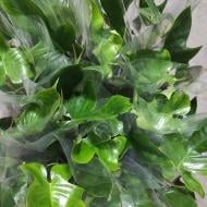 Растение Филодендрон 12х40 Fun Bun