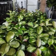 Растение Хойя 12х20 Australis Lisa