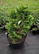 Растение Кипарисовик тупой / Chamaecyparis obtusa Gracilis С 5 Н 40-50