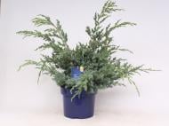 Рослина Ялівець китайський / Juniperus chinensis Blue Alps С 3 H 30-40