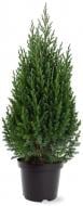 Рослина Ялівець китайський / Juniperus chinensis Stricta С 3 H 30-40