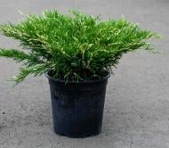 Рослина Ялівець горизонтальний / Juniperus horizontalis Andorra Variegata С 3 D 20-30