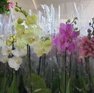 Растение Фаленопсис (орхидея) каскад гранди 15х85 (Florious Orchids)