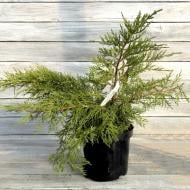 Растение Можжевельник средний / Juniperus pfitzeriana Aurea С 3 D 20-25