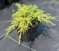 Рослина Ялівець середній / Juniperus pfitzeriana Gold Kissen С 3 D 20-25