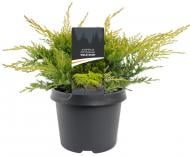 Растение Можжевельник средний / Juniperus pfitzeriana Gold Star С 3 D 20-25