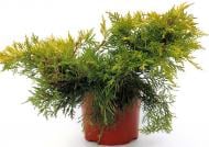 Растение Можжевельник средний / Juniperus pfitzeriana King of Spring С 3 D 20-25