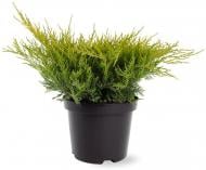 Рослина Ялівець середній / Juniperus pfitzeriana Old Gold С 3 D 20-25