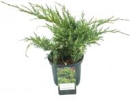 Рослина Ялівець середній / Juniperus pfitzeriana White Splash С 3 D 20-25