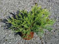 Растение Можжевельник казацкий / Juniperus sabina Rockery Gem С 3 D 20-25