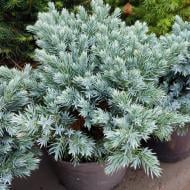 Растение Можжевельник чешуйчатый / Juniperus squamata Blue Star С 5 D 25-35