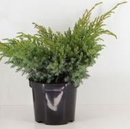 Рослина Ялівець лускатий / Juniperus squamata Blue Swede С 3 D 20-25