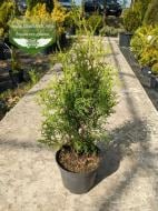 Рослина Туя західна / Thuja occidentalis Columna С 3 Н 20-25