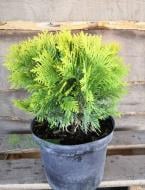 Растение Туя западная / Thuja occidentalis Mirijam С 3D 20-30