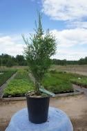 Растение Туя западная / Thuja occidentalis Pyramidalis Compacta С 3 Н 20-30