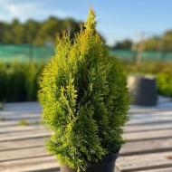 Растение Туя западная / Thuja occidentalis Smaragd С 3 Н 20-30