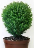 Растение Туя западная / Thuja occidentalis Teddy С 3D 20-30