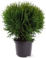 Рослина Туя західна / Thuja occidentalis Tiny Tim С 3 D 20-30