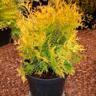 Растение Туя западная / Thuja occidentalis Yellow Ribbon С 3D 20-30