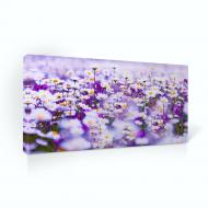 Репродукция Поле ромашек. Daisies 96x48 см i_96x48_00058