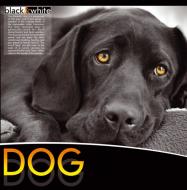 Блокнот Dog 1NB889 Аркуш Блокнот Dog 1NB889 Аркуш