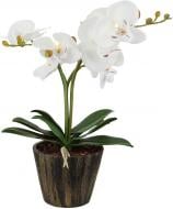 Нічник Globo Flowerpower LED 0,06 Вт білий 28002