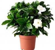 Растение комнатное Жасмин 12х30 см