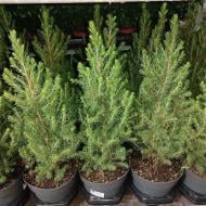 Растение Ель 19х60-75 Conica