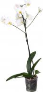 Рослина кімнатна Фаленопсис (Kw. de Molenhoek) 1 гілка мікс 12х70 см