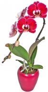 Рослина кімнатна Фаленопсис каскад Swan Red 1 гілка 7х30 см