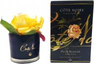 Роза ароматическая Cote Noire бутон Персик в черном стакане