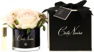 Роза ароматическая Cote Noire Айвори в черной упаковке 5 шт.