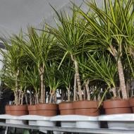 Растение Драцена Janet Graig 24x150