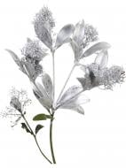 Скімія срібна (Нідерланди) Скімія срібна (Нідерланди)