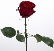 Роза Coqueta одноголовая пионовидная 60 см бордовая (Нидерланды)