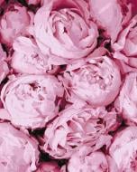 Картина за номерами Рожева ніжність 40x50 см Ідейка