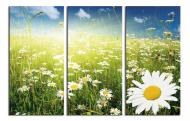 Картина модульная Ромашки 90x60 см WallArt 54361-3.1