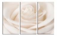 Картина модульная Светлая роза 180x120 см WallArt 54375-3.4