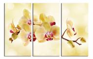 Картина модульная Красивая желтая орхидея 120x80 см WallArt 54380-3.2