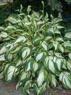 Корневище хосты Медиовариегата 1 шт.