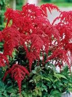 Кореневище астільби Ред Чарм 1 шт.