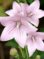 Корневище платикодона розовый 1 шт. Корневище платикодона розовый 1 шт.