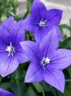 Кореневище платикодона синього 1 шт.