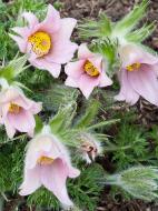 Корневище сон-травы розовой 1 шт.