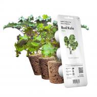 Сменный картридж Красная капуста Кейл пластик графит (8752) Click and Grow