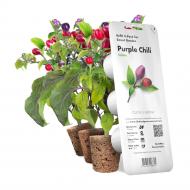 Сменный картридж Перец Чили фиолетовый пластик графит (8745) Click and Grow