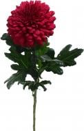 Хризантема Lamira Red одноголовая красный (Нидерланды)