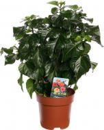 Рослина кімнатна Гібіскус 17/65