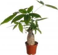 Рослина кімнатна Пахіра 11/25